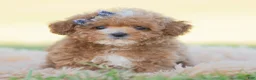 Toy Poodle dogs for sale: Munchkin - Ad 1