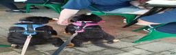 Bernese Mountain Dog dogs for sale: Bernese Mountain Dog 2 - Ad 32