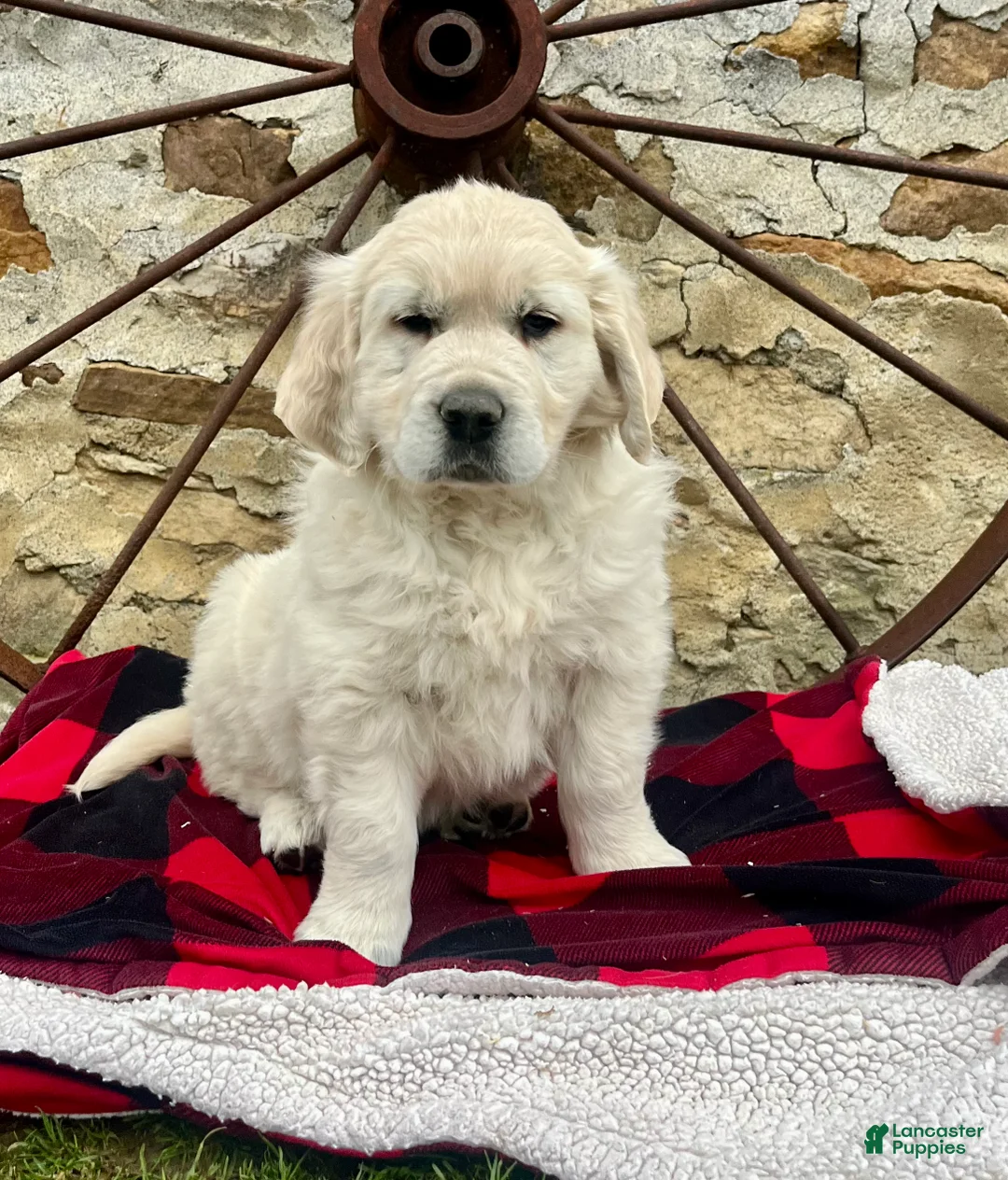 Golden Retriever dogs for sale: Beautiful ❤️🐾AKC 🐾❤️Text or call 717-837-3587 To schedule a play date today  - Ad 2