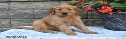 Golden Retriever dogs for sale: Edison - Ad 4