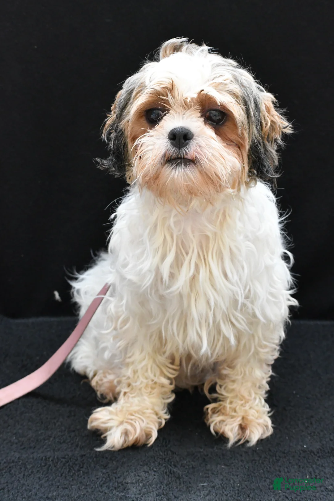 Shih Tzu dogs for sale: Gina - Ad 9