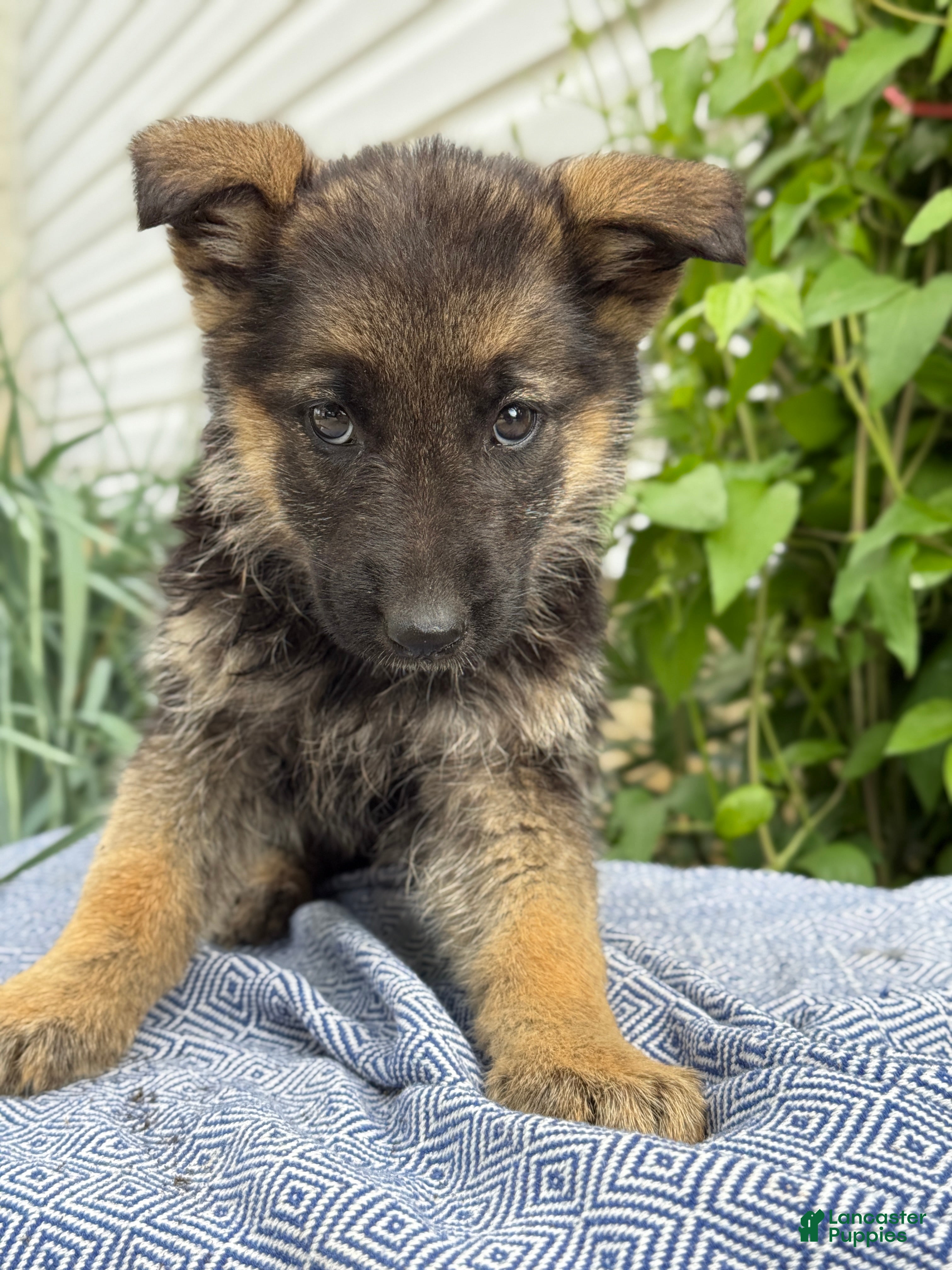 German Shepherd dogs Goldie - Ad 1