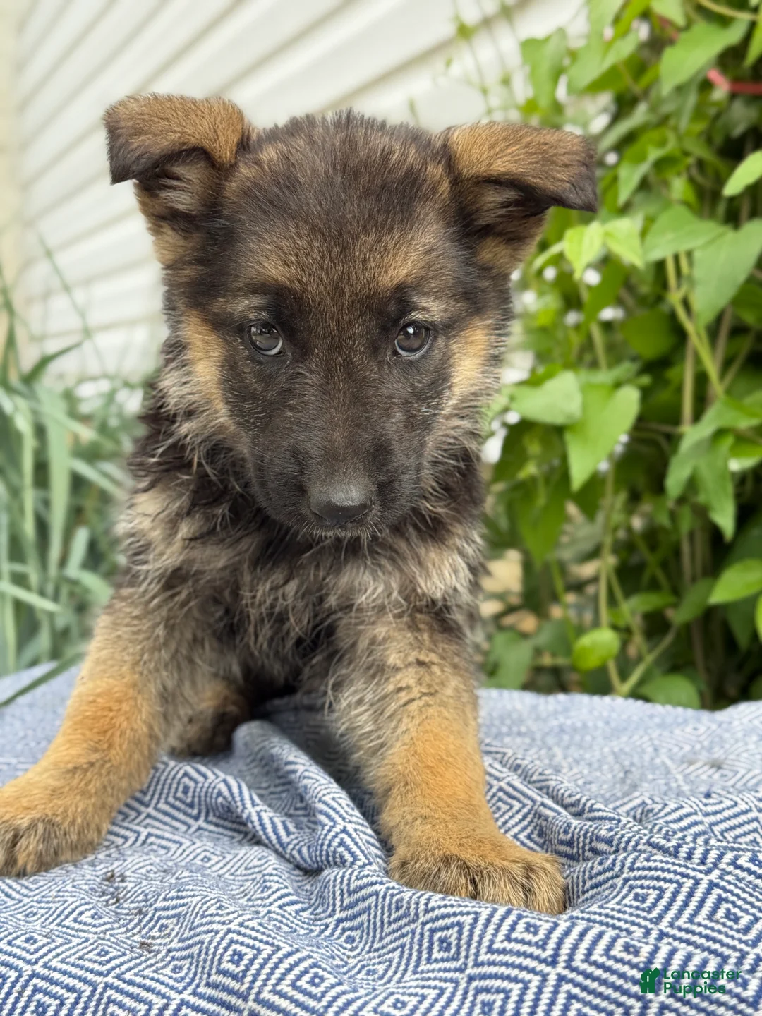 German Shepherd dogs for sale: Goldie - Ad 1