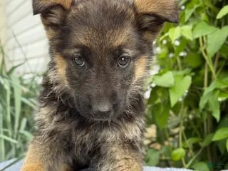 German Shepherd dogs for sale: Goldie - Ad 1
