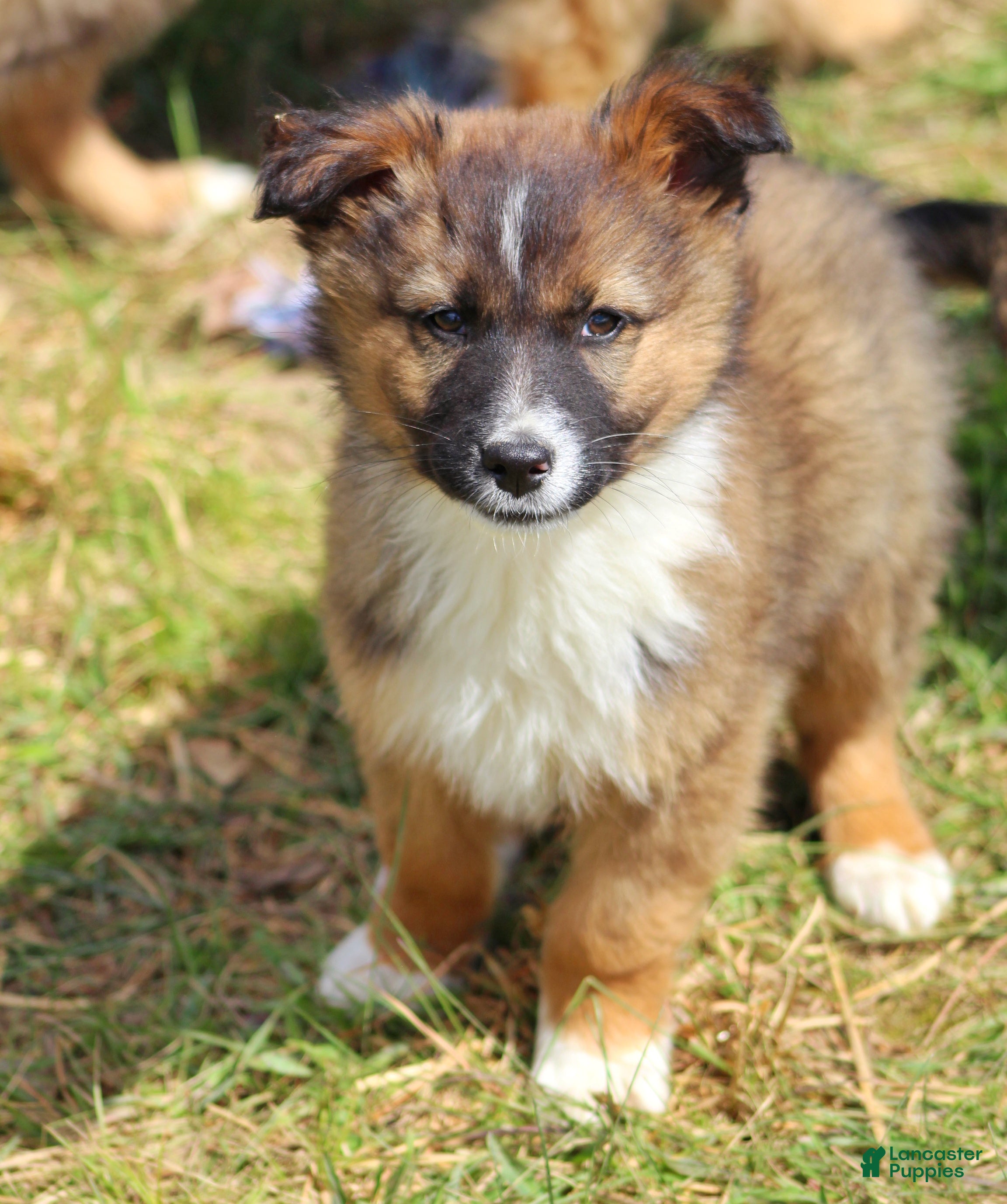 Mixed Breed dogs Sawyer  - Ad 2