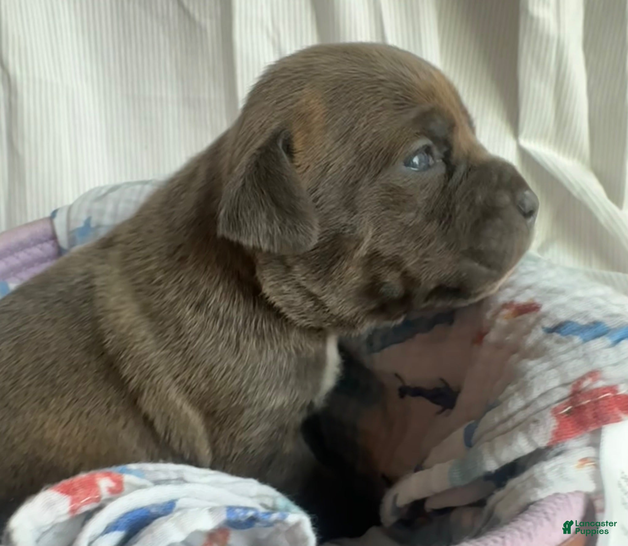 American Bully dogs American Bully 5 - Ad 3