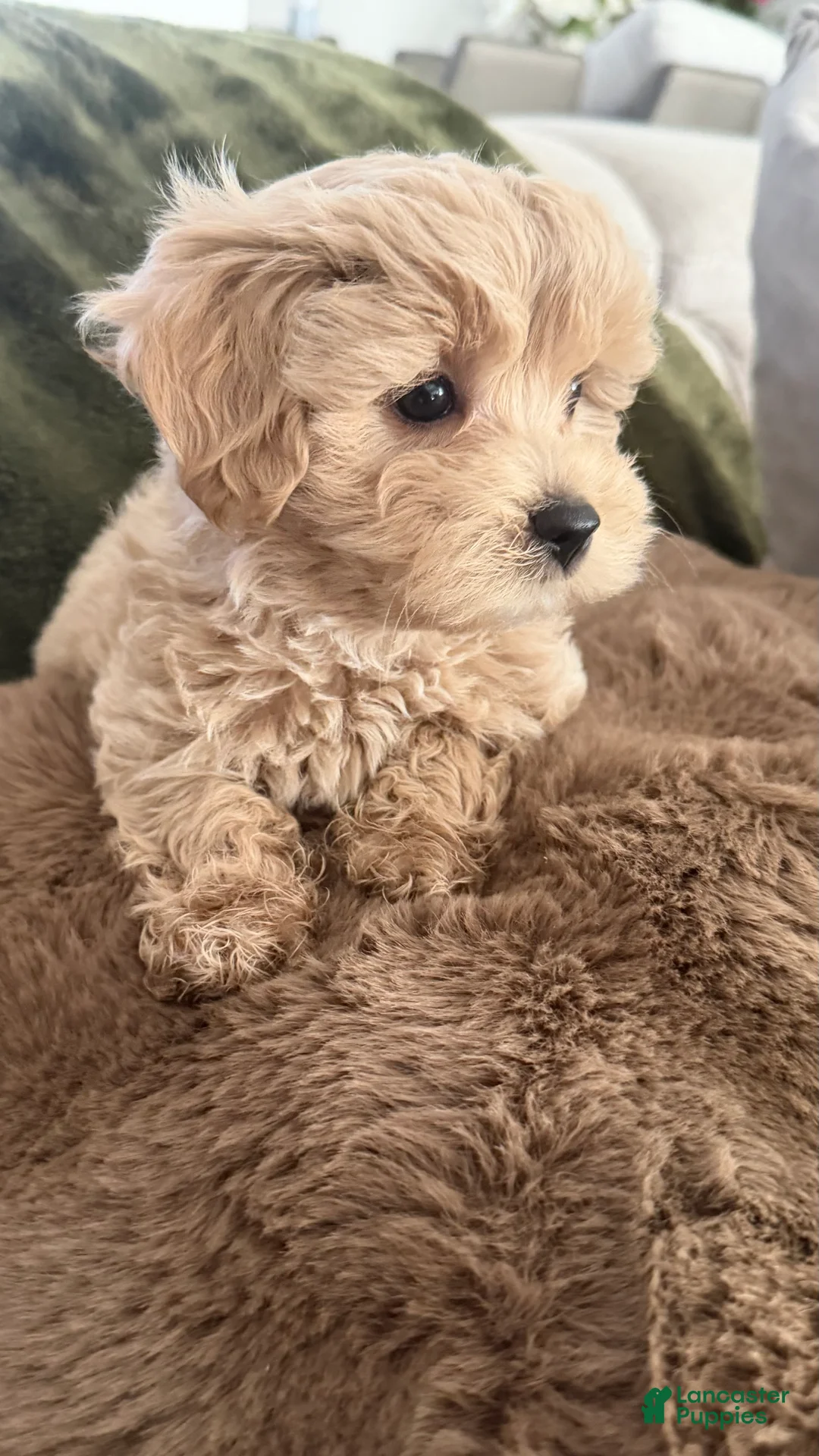 Maltipoo dogs for sale: Cupcake  - Ad 2