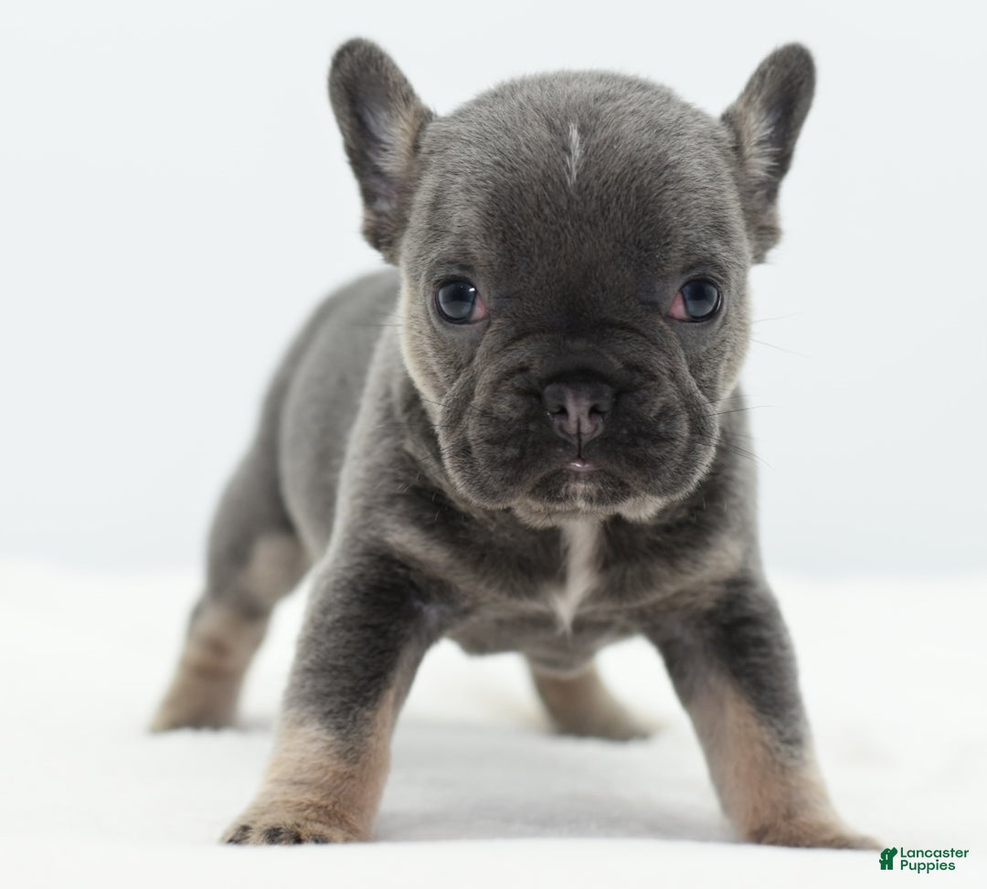 Mixed Breed dogs for sale: Queen lilac tricolor  - Ad 3