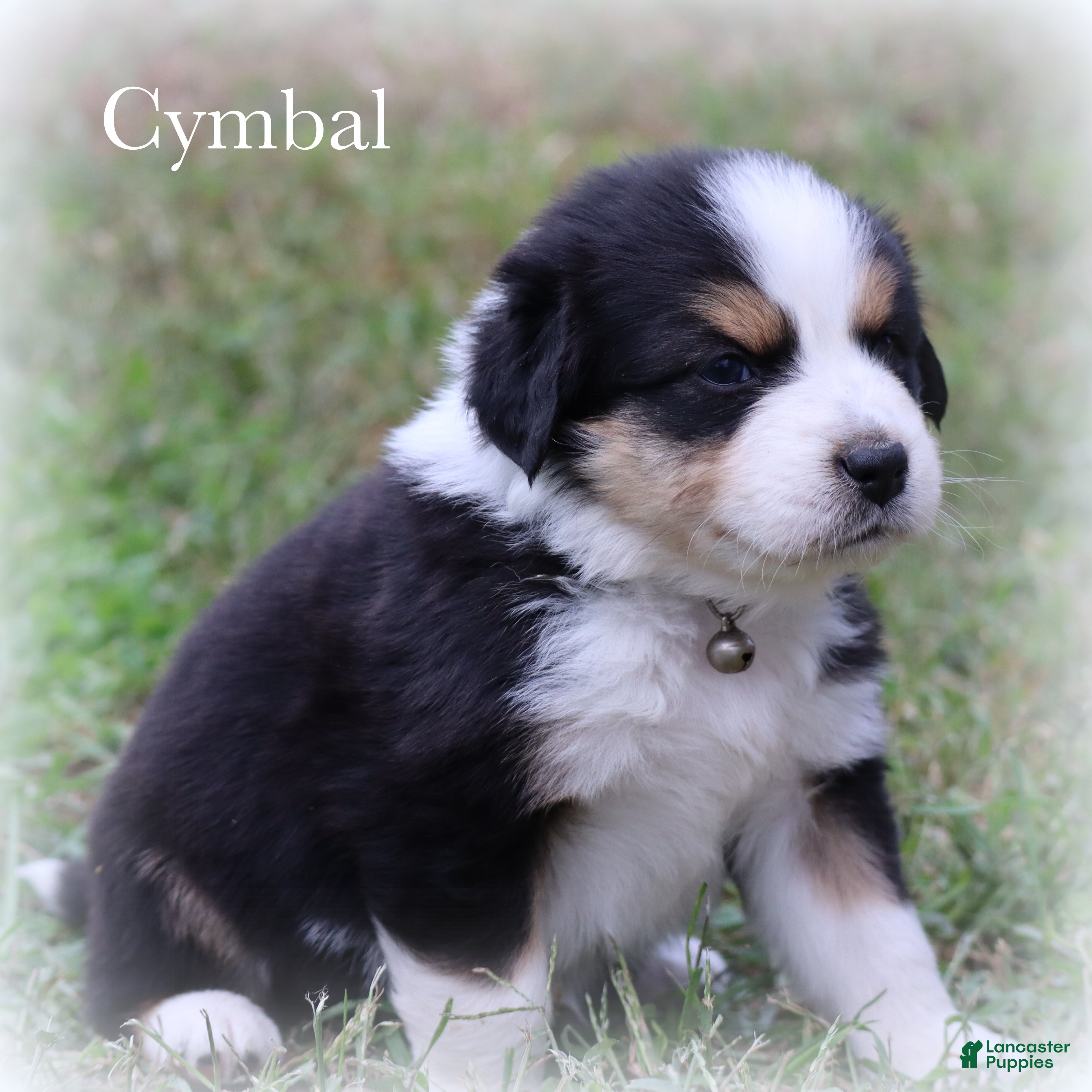 Miniature Australian Shepherd dogs Cymbal - Ad 2