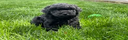 Miniature Poodle dogs for sale: Andrew Miniature Poodle Puppy  - Ad 11