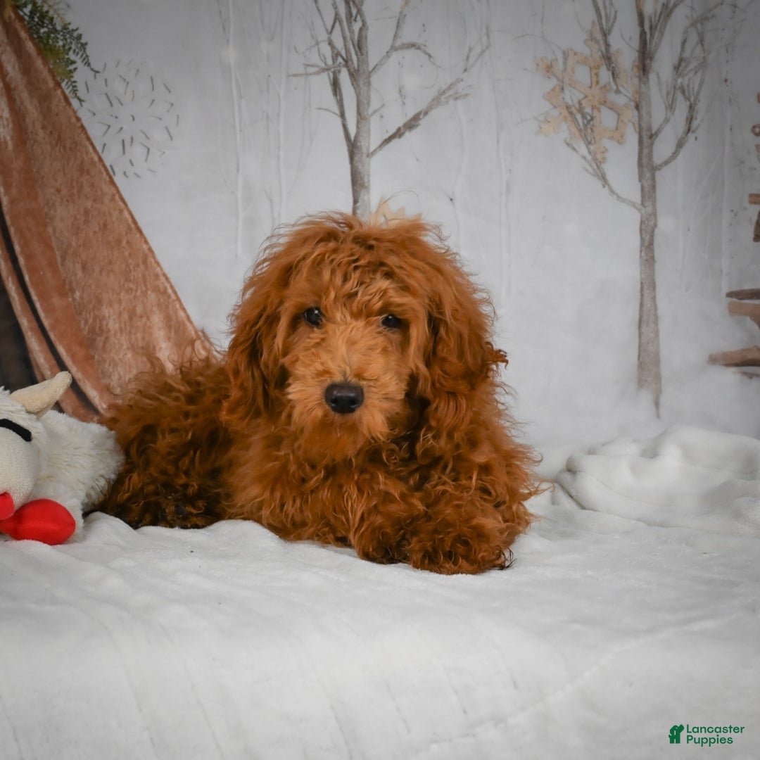 Mini Goldendoodle dogs for sale: Sammie - Ad 2