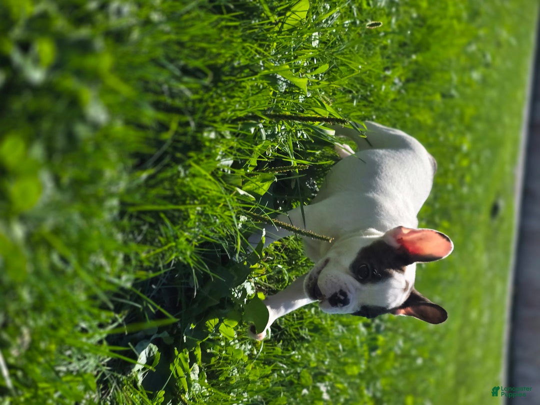 French Bulldog dogs for sale: Duncan - Ad 4