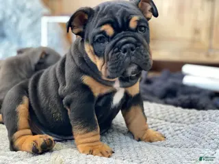 English Bulldog dogs Love - Ad 41