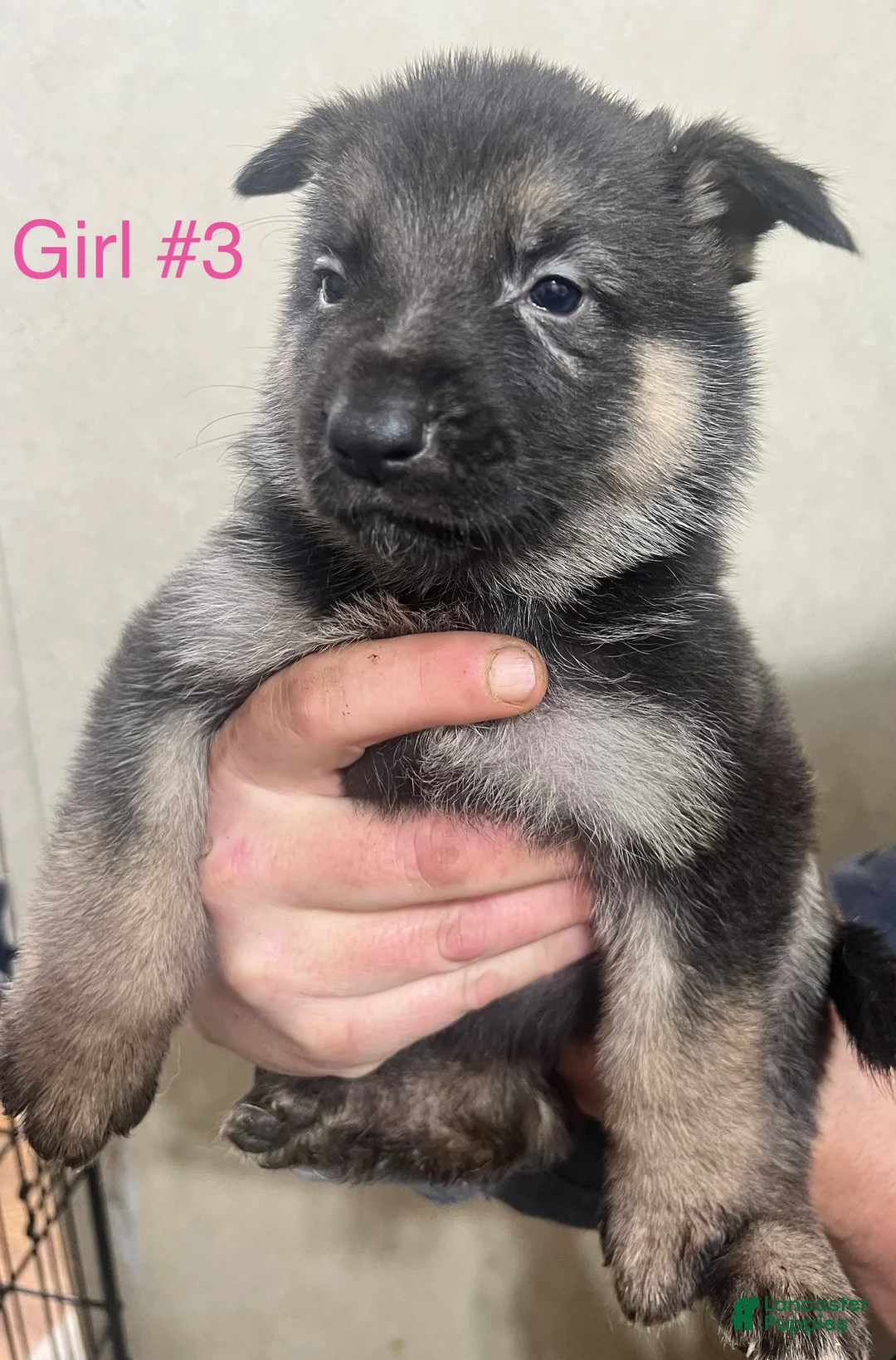 German Shepherd dogs for sale: German Shepherd Puppy 3 - Ad 1