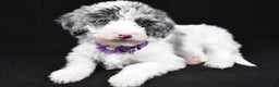 Sheepadoodle dogs for sale: Clover - Ad 2