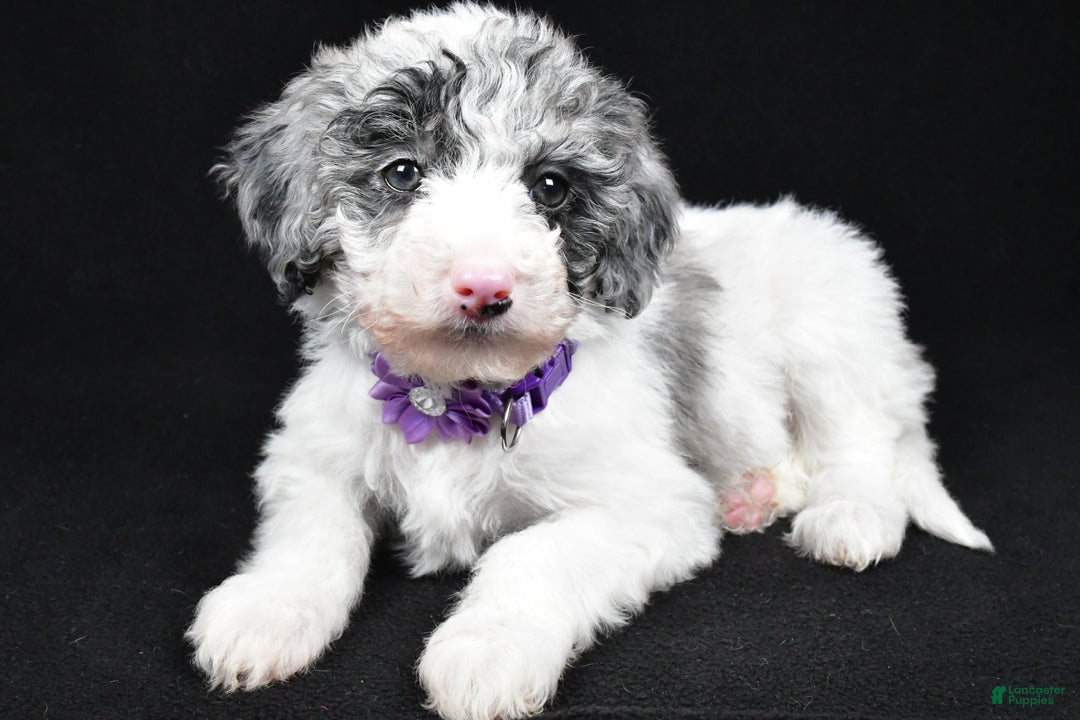 Sheepadoodle dogs for sale: Clover - Ad 2