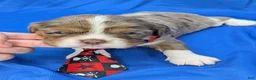 Cavalier King Charles Spaniel dogs for sale: Chocolate tri merle light - Ad 8