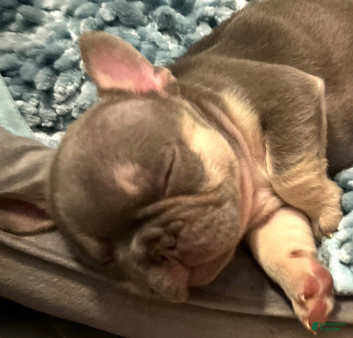 French Bulldog dogs French Bulldog 4 - Ad 2