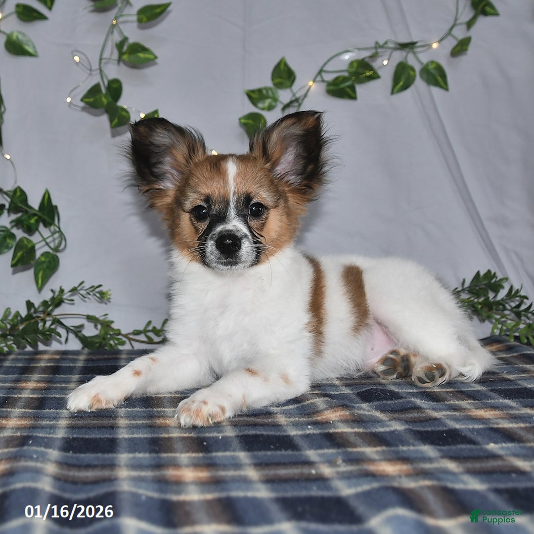 Papillon dogs for sale: Oliver - Ad 1