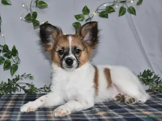 Papillon dogs Oliver - Ad 1