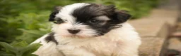 Havanese dogs for sale: Tommy Havanese Puppy  - Ad 2