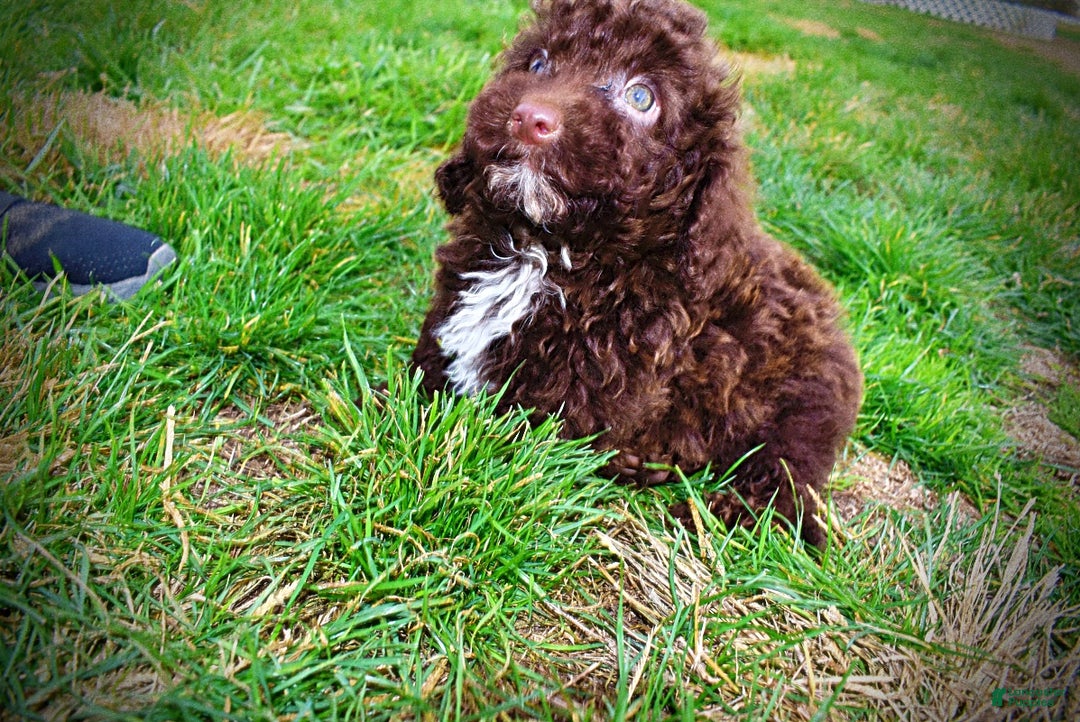 Havapoo dogs for sale: Muppet - Ad 13