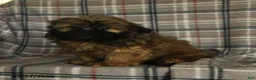 Shih Tzu dogs for sale: Ken  - Ad 9