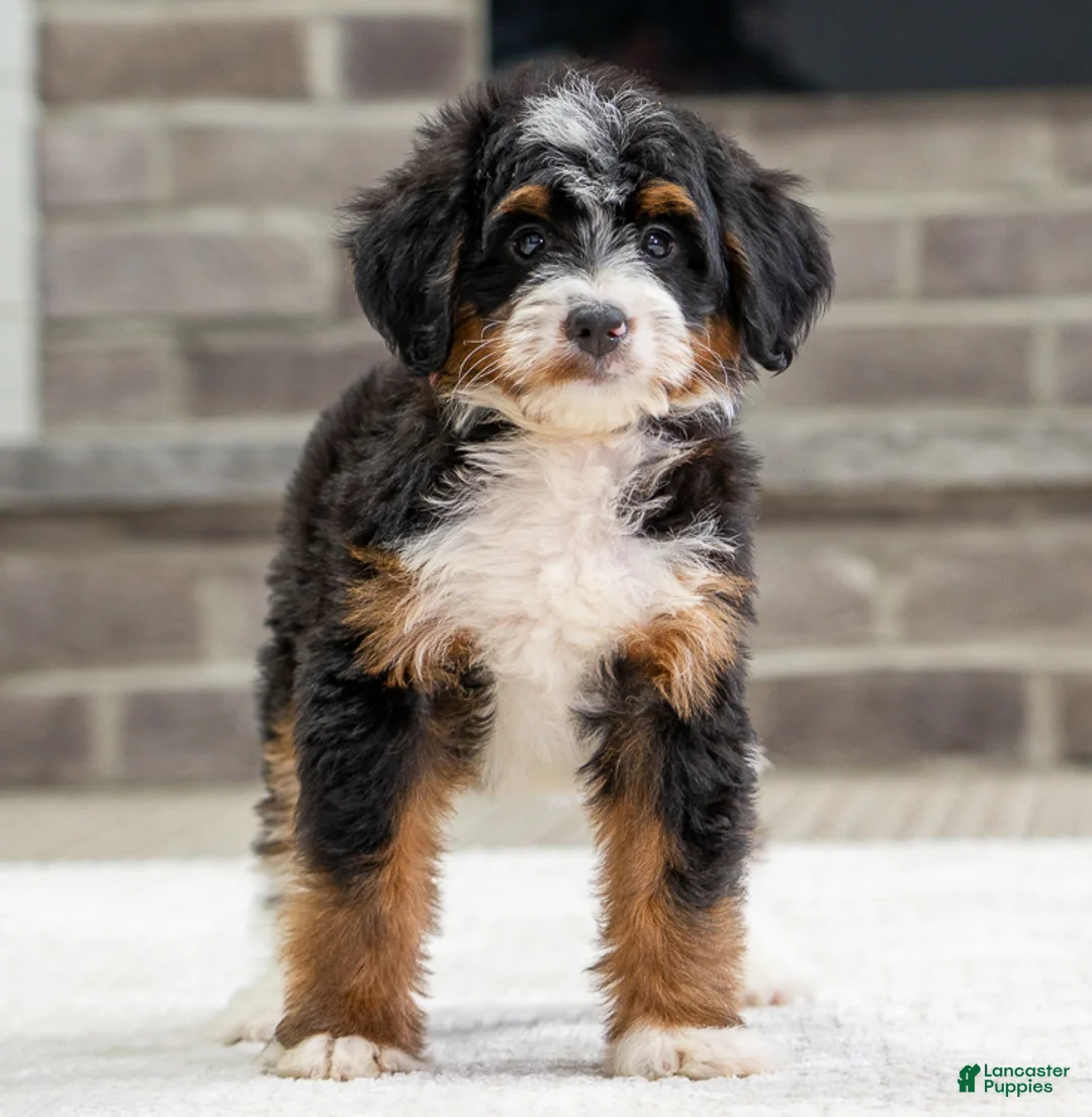 Mini Bernedoodle dogs for sale: Tori - Ad 2