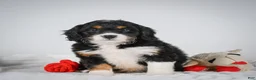Mini Bernedoodle dogs for sale: Sandy - Ad 9