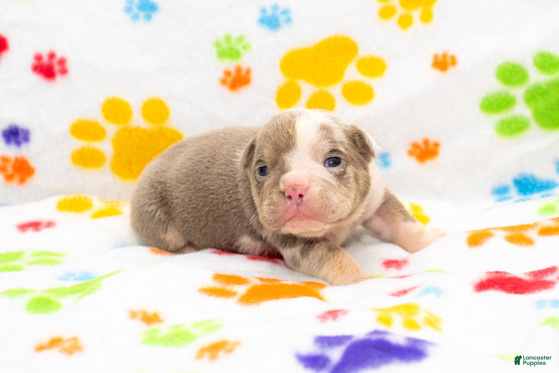 English Bulldog dogs English Bulldog 3 - Ad 20