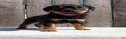 Rottweiler dogs for sale: Grace - Ad 4