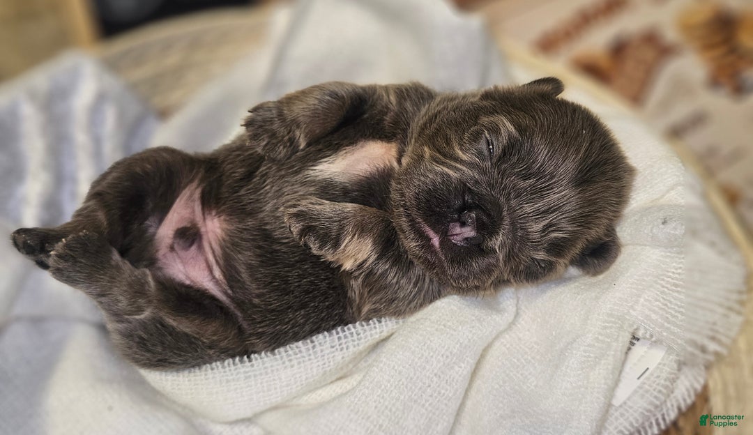 French Bulldog dogs for sale: Biscotti AKC Fluffy  - Ad 22