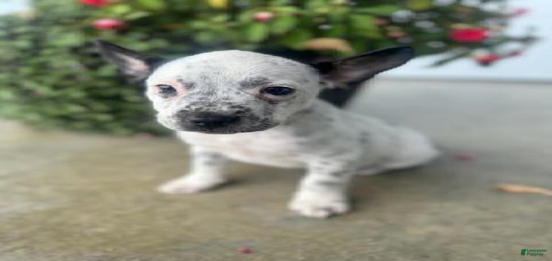 Gallery Image {{count}}