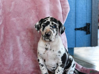 Great Dane dogs - Ad 20