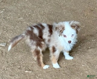 Toy Australian Shepherd dogs for sale: Tennessee - Ad 2