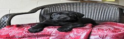Labrador Retriever dogs for sale: Birch - Ad 2