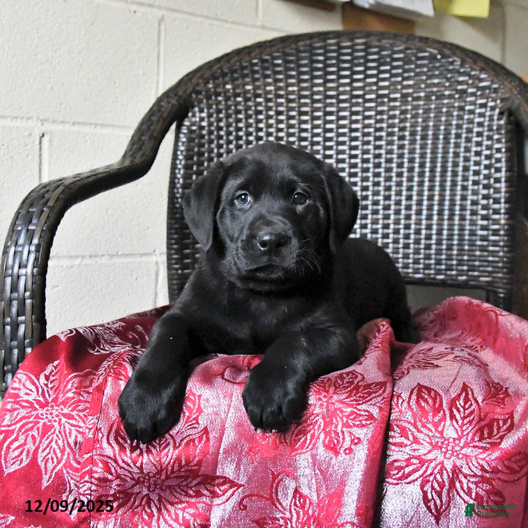 Labrador Retriever dogs for sale: Birch - Ad 2