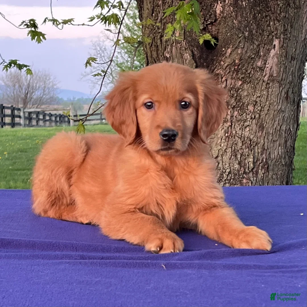 Golden Retriever dogs for sale: Mable - Ad 1