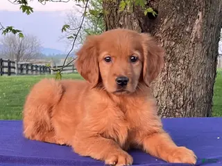 Golden Retriever dogs for sale: Mable - Ad 3