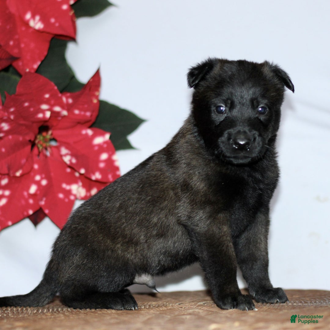 Belgian Malinois dogs for sale: Arlo  - Ad 3