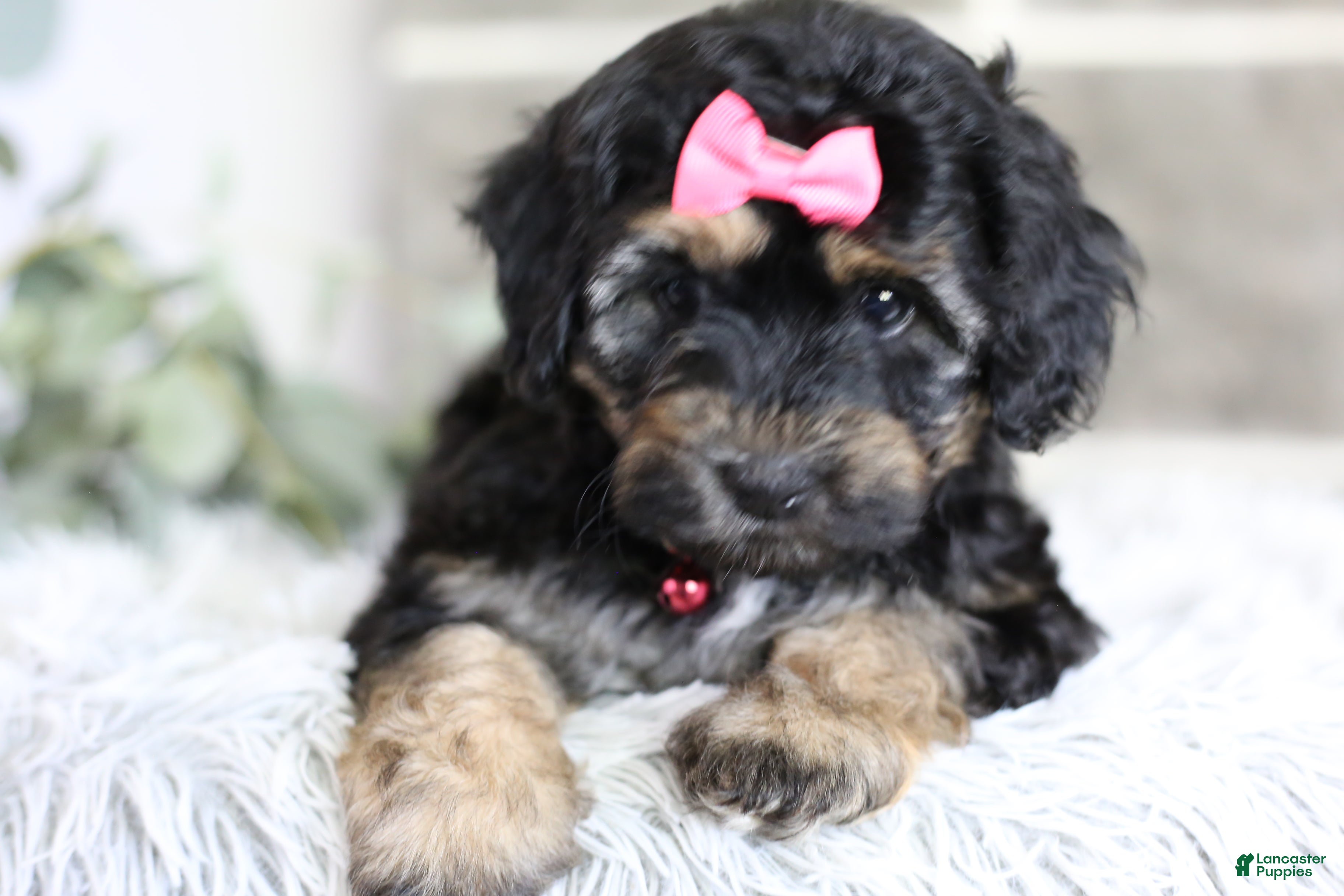 Maltipoo dogs Cove - Ad 2
