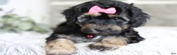 Maltipoo dogs for sale: Cove - Ad 2