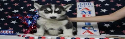 Siberian Husky dogs for sale: Storm  - Ad 1