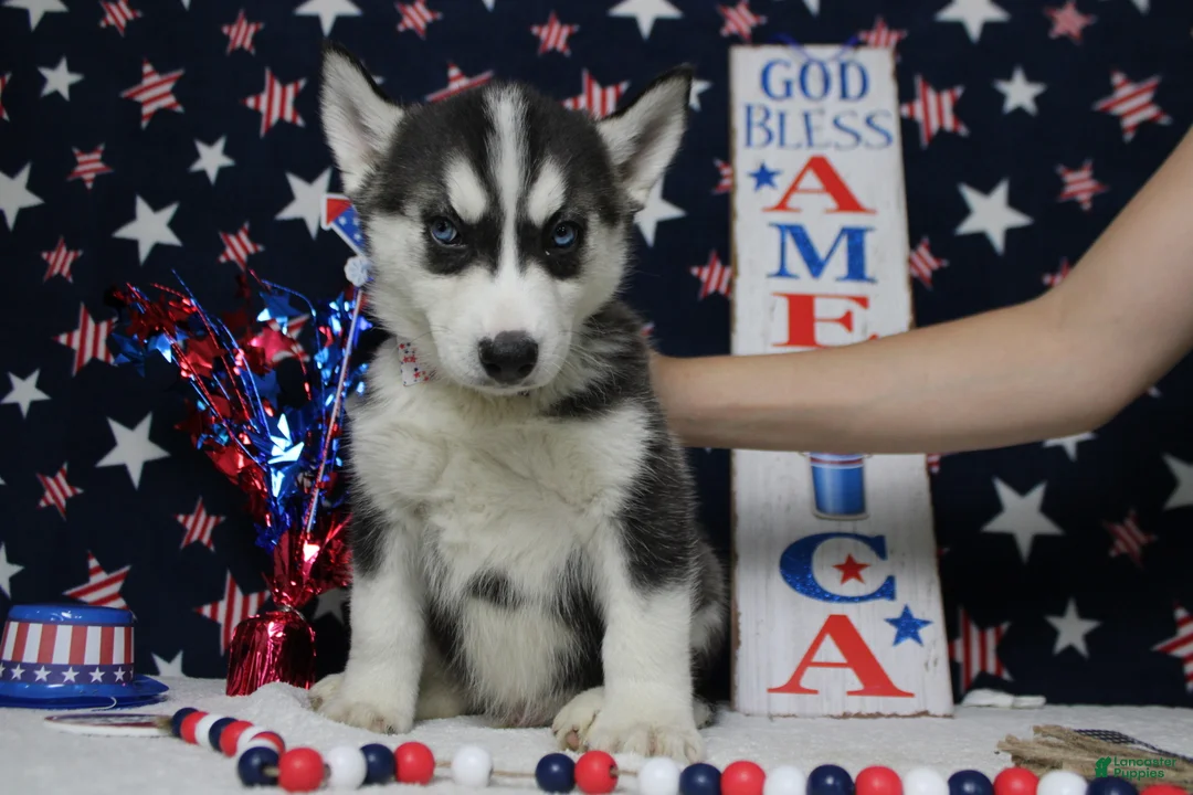 Siberian Husky dogs for sale: Storm  - Ad 1