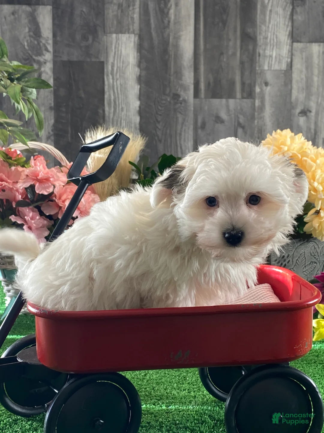 Morkie dogs for sale: Tiger  - Ad 3