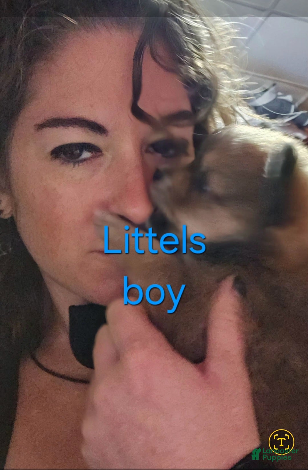 Pomeranian dogs for sale: Aussiepom "Littles" - Ad 3