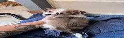 Mixed Breed dogs for sale: Mixed Breed 4 - Ad 3