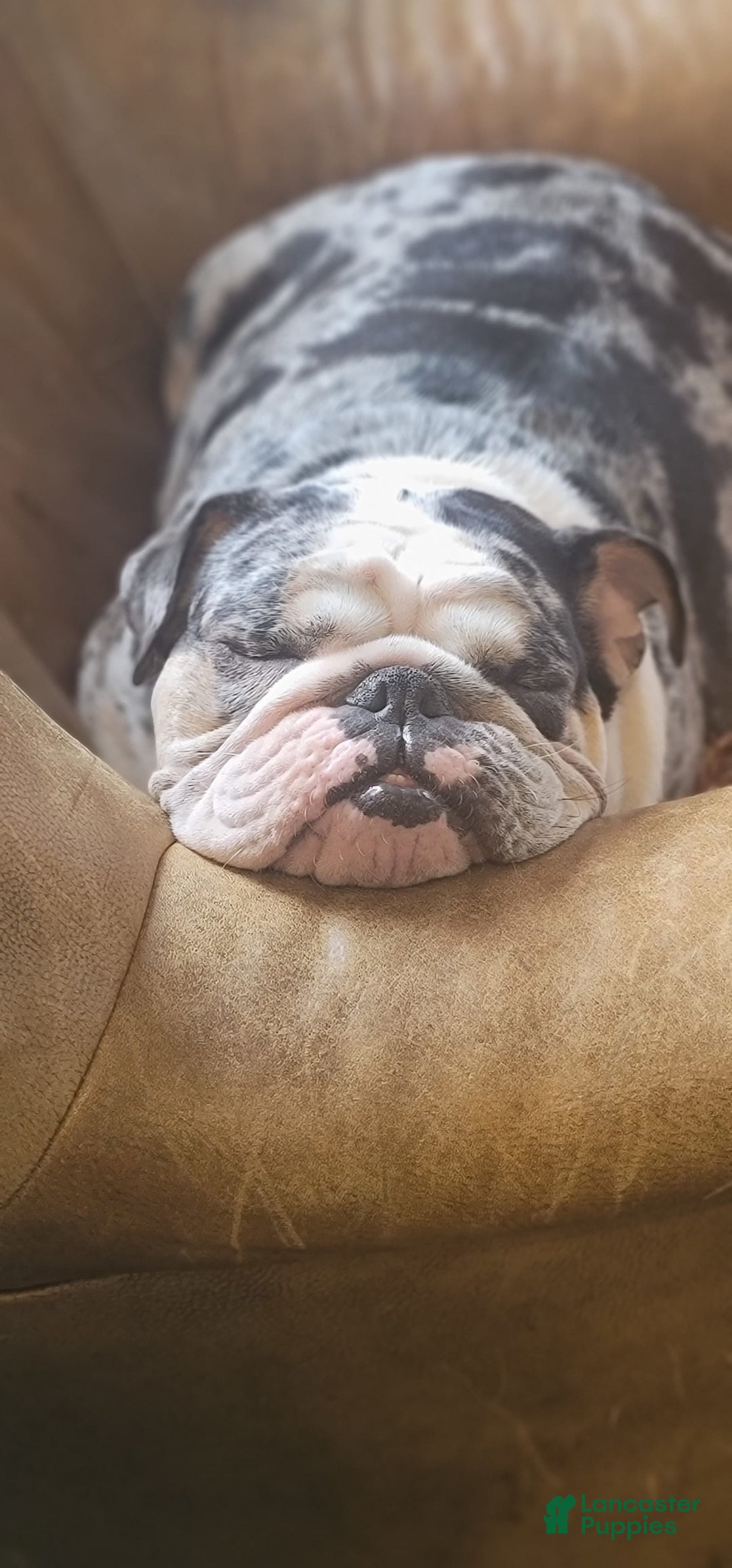 Gallery Image {{count}}