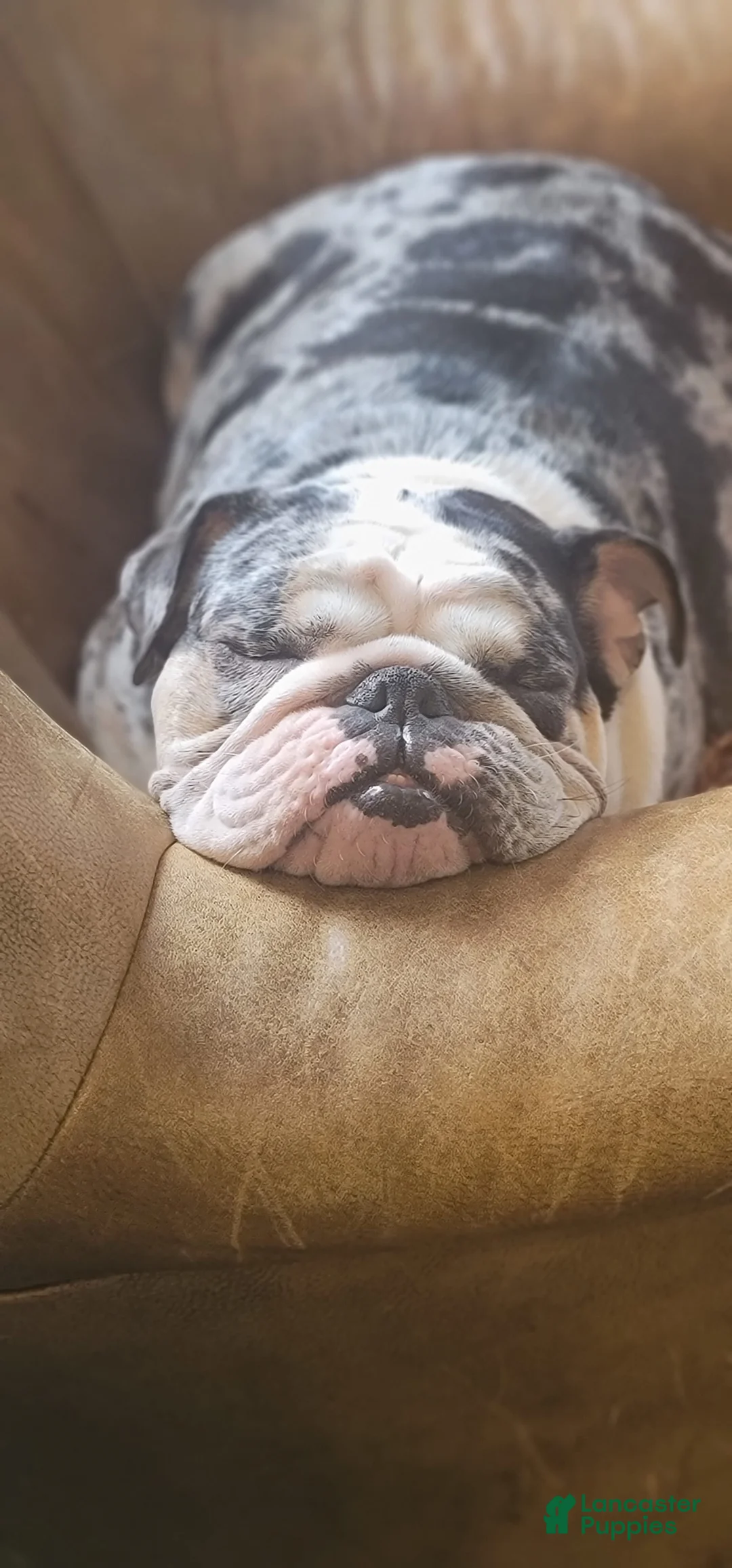 Gallery Image {{count}}