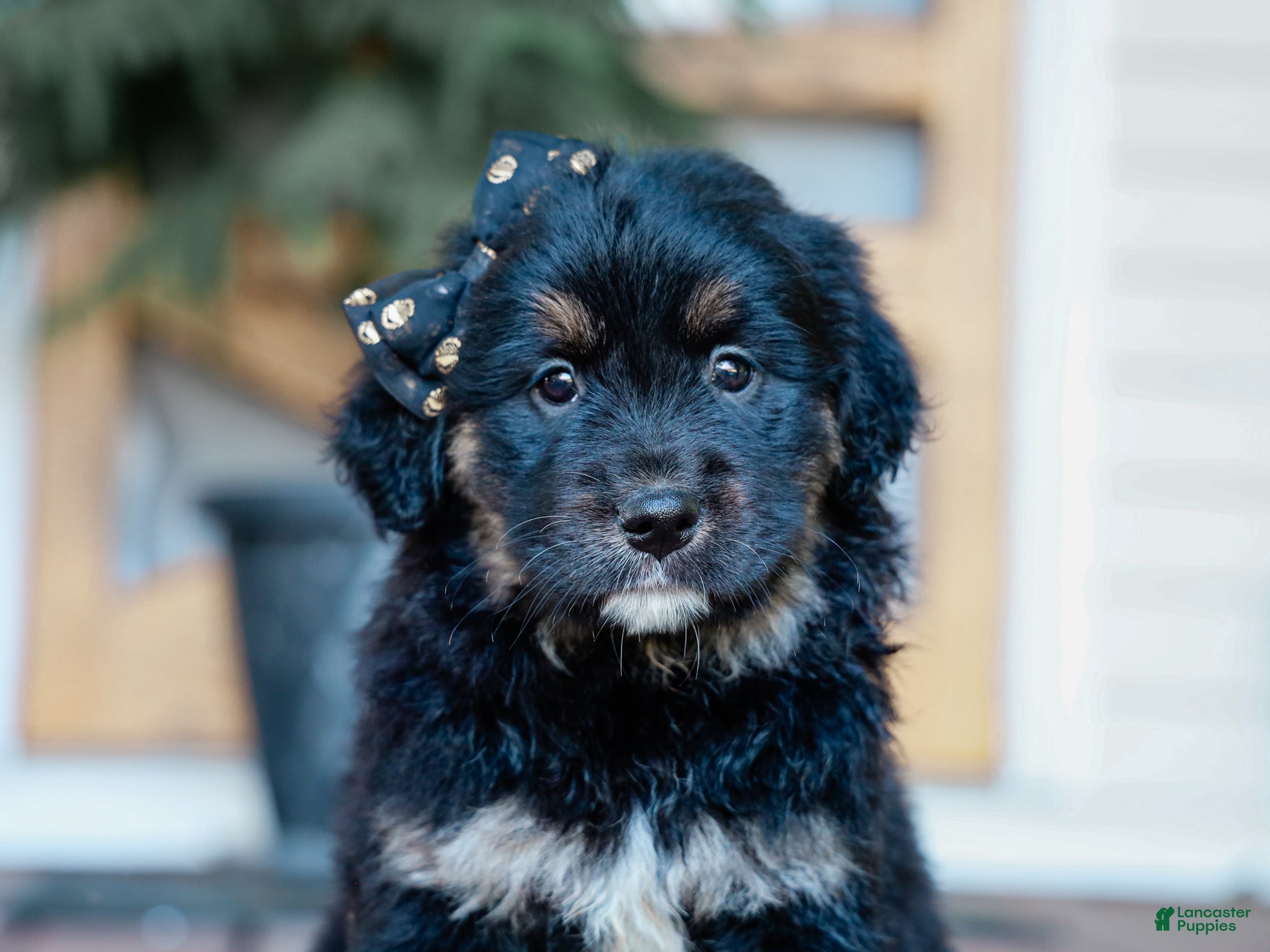 Mixed Breed dogs Cambria Australian Retriever Puppy - Ad 1